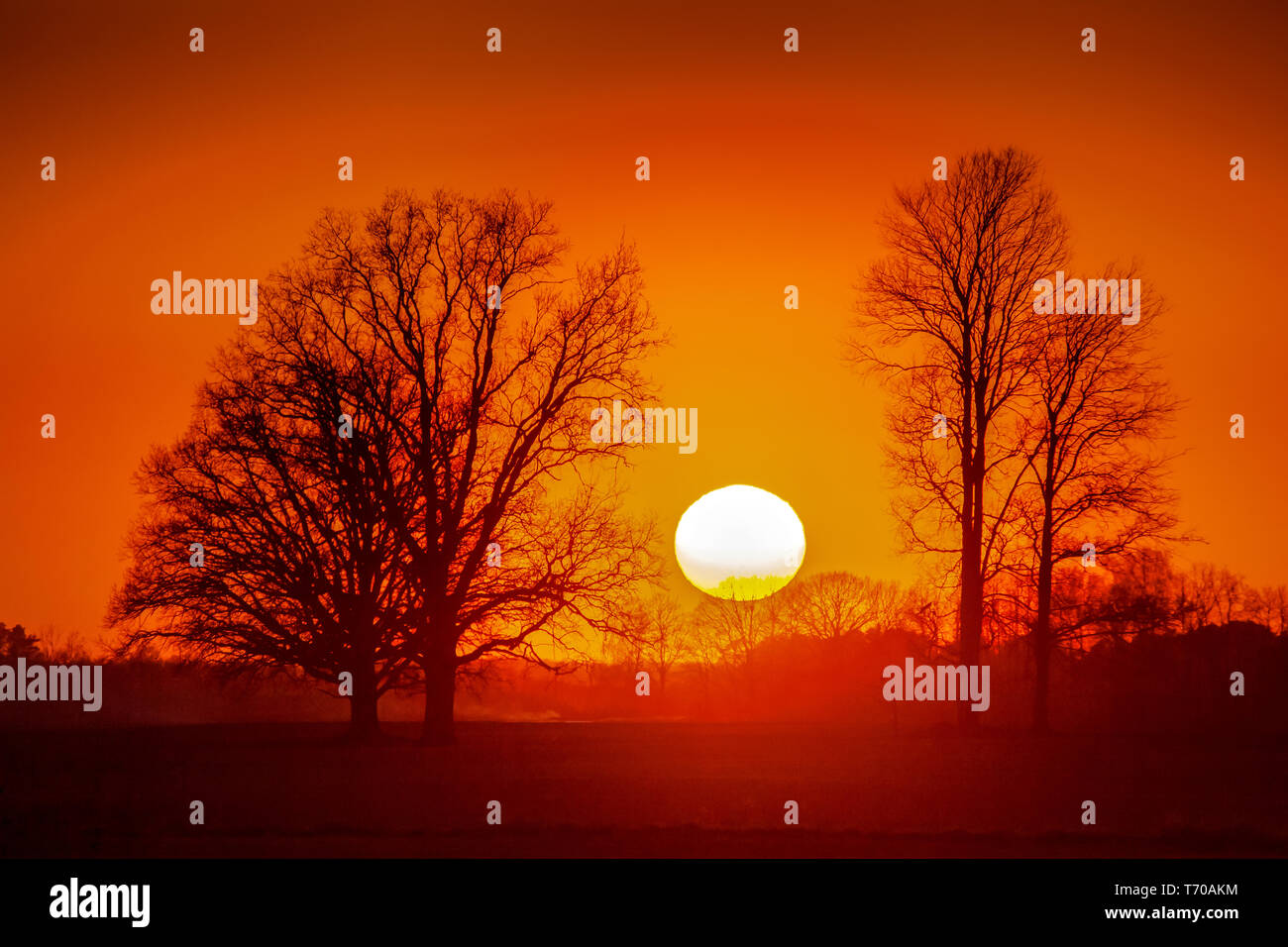 Rot orange Licht auf Sonnenuntergang Himmel über die Bäume. Stockfoto