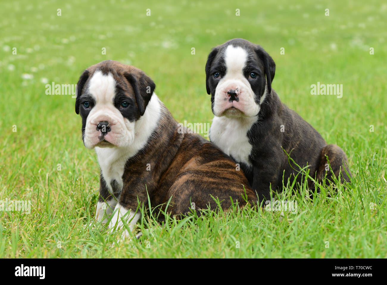 Welpen 169 Stockfoto