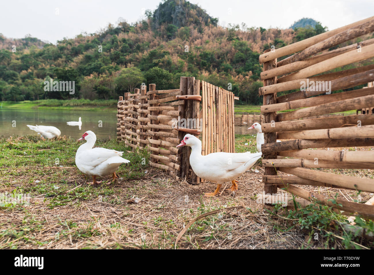 Weiße Enten zu Fuß aus Holz in stall Sumpf Stockfoto