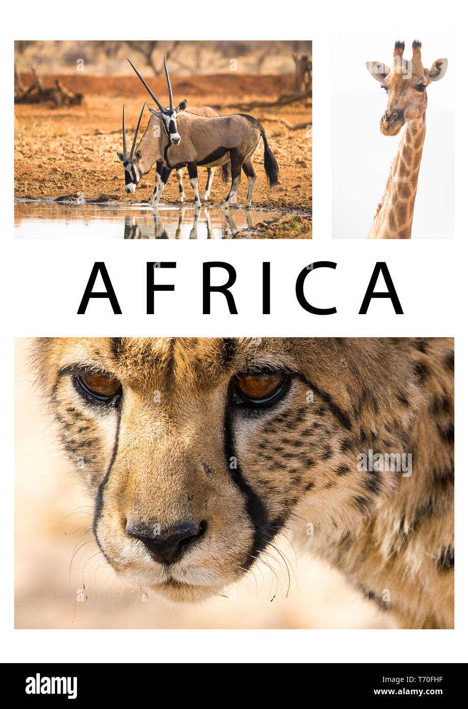 Afrika oder Afrikanische collage einer Sammlung oder Gruppe von Wildlife Bilder oder Fotos von Geparden, Giraffen und Oryxantilopen Tiere in der Wildnis Namibias mit Text Stockfoto