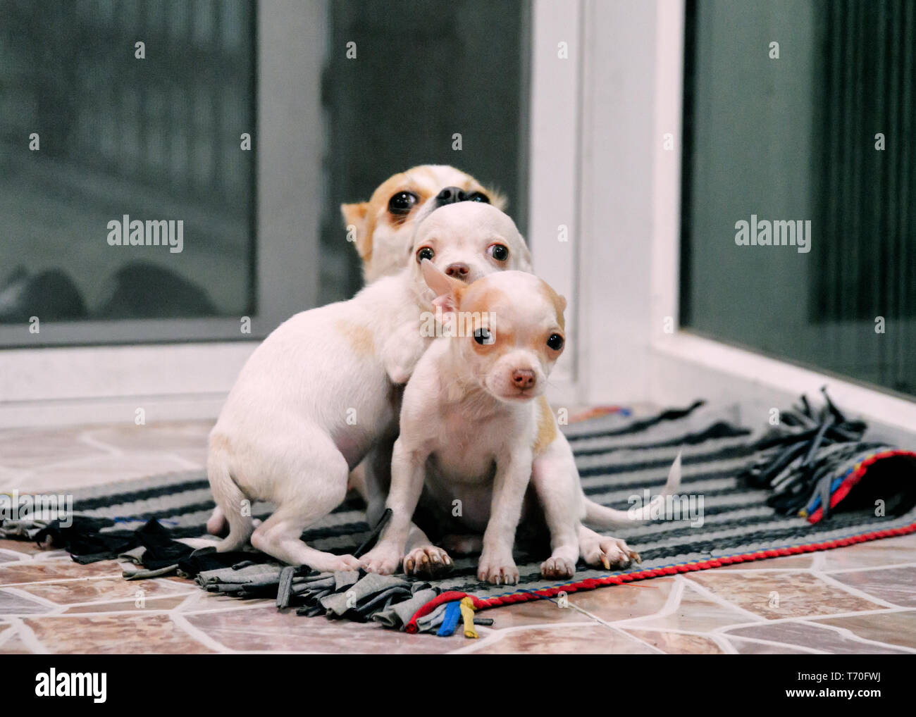 Familie der Welpe Chihuahua an Kamera suchen Stockfoto