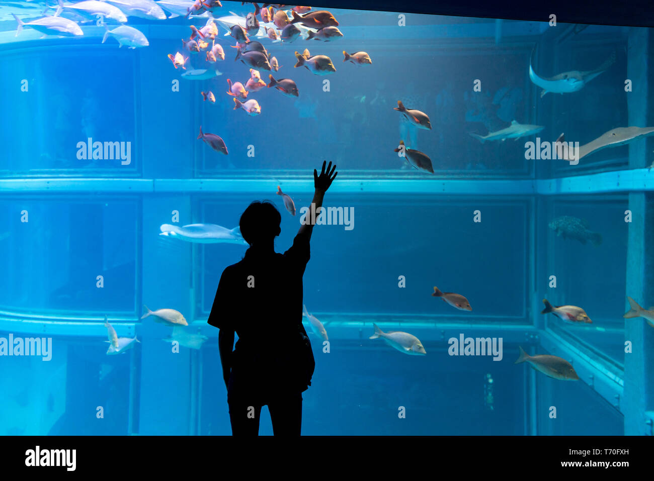 Osaka, Japan - 06/05/2018: die Silhouette eines jungen Frau an exotischen Fischen, die in Osaka Kaiyukan Aquarium. Stockfoto