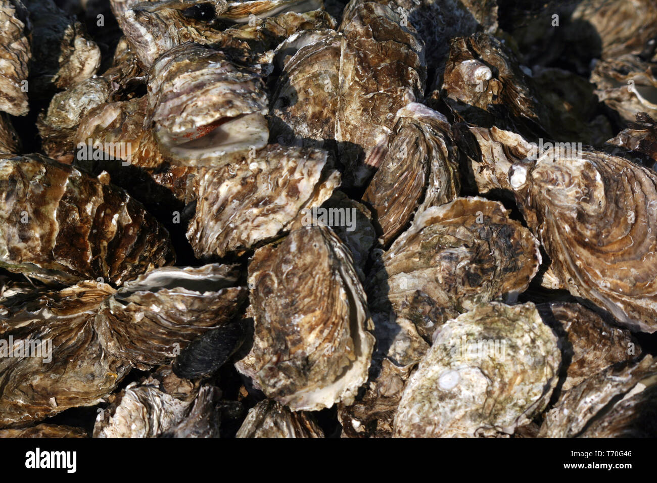 Austern, Bouzigues, Etang de Thau, Frankreich Stockfoto