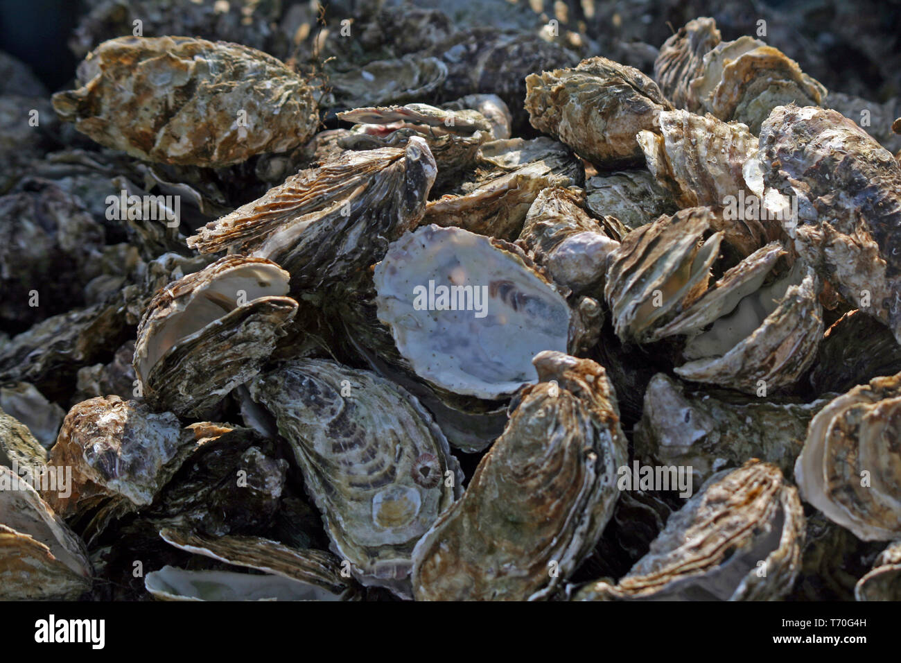 Austern, Bouzigues, Etang de Thau, Frankreich Stockfoto