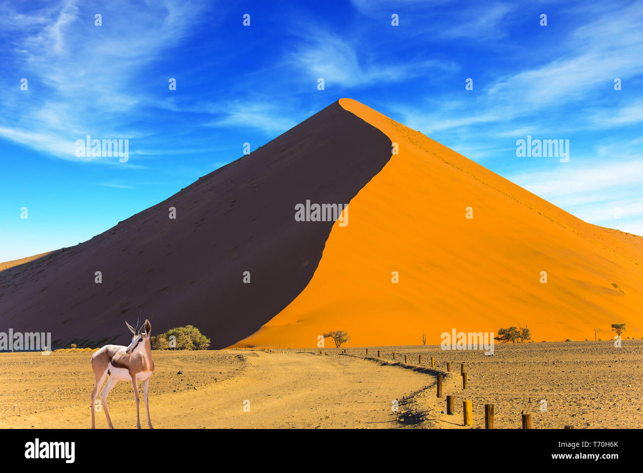 Afrikanische Antilope Impala an der Straße stehend Stockfoto