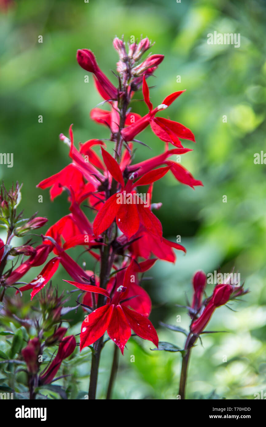 Zierpflanzen mit roten Blumen Stockfoto