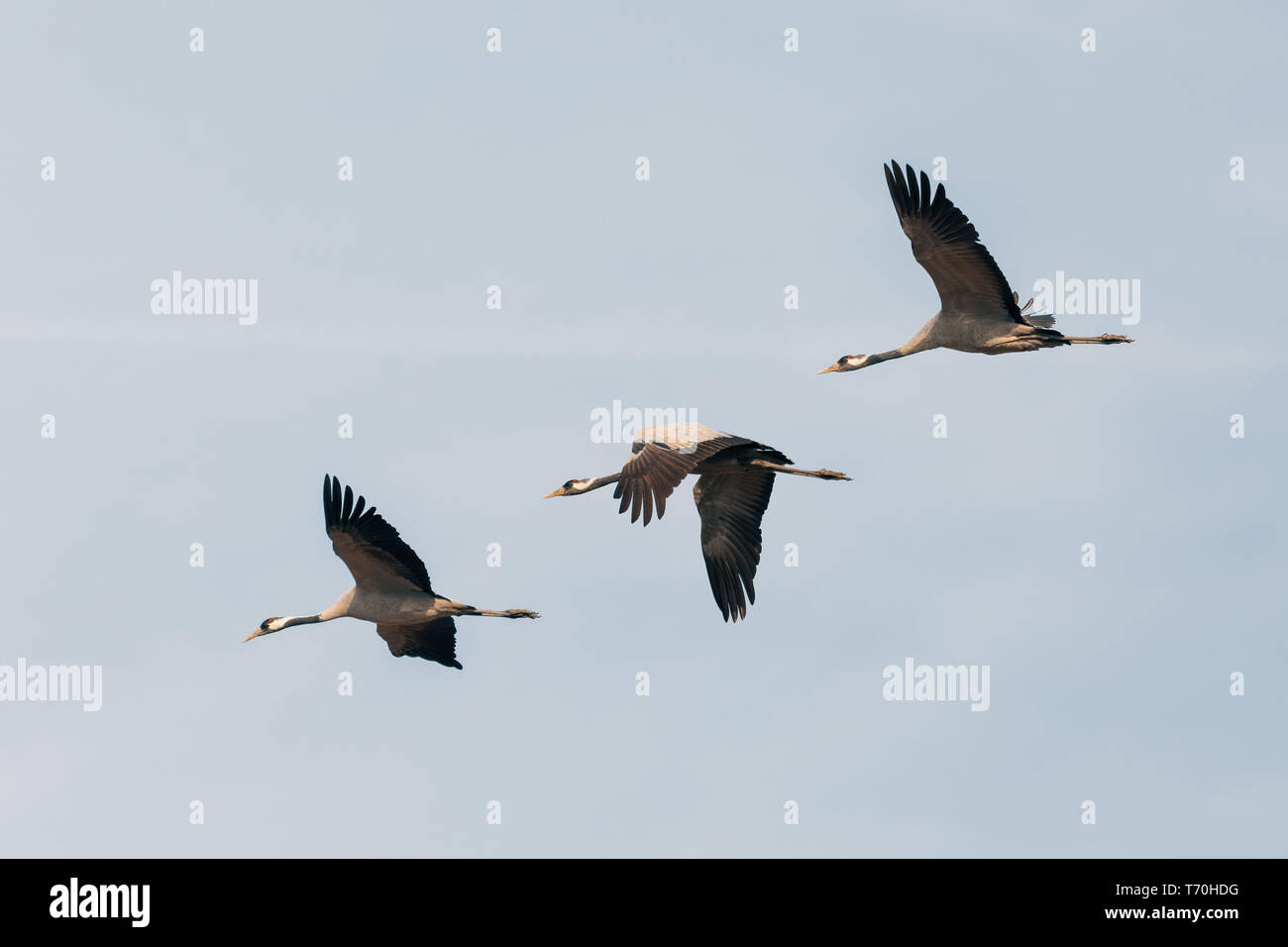 Flying Herde Kranich, Hortobagy Ungarn Stockfoto