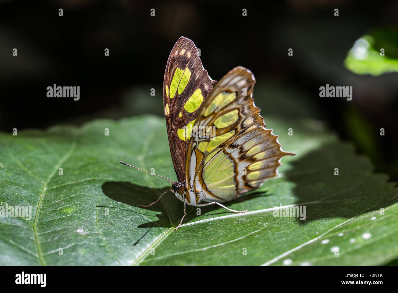 Malachit Schmetterling auf Blatt Stockfoto