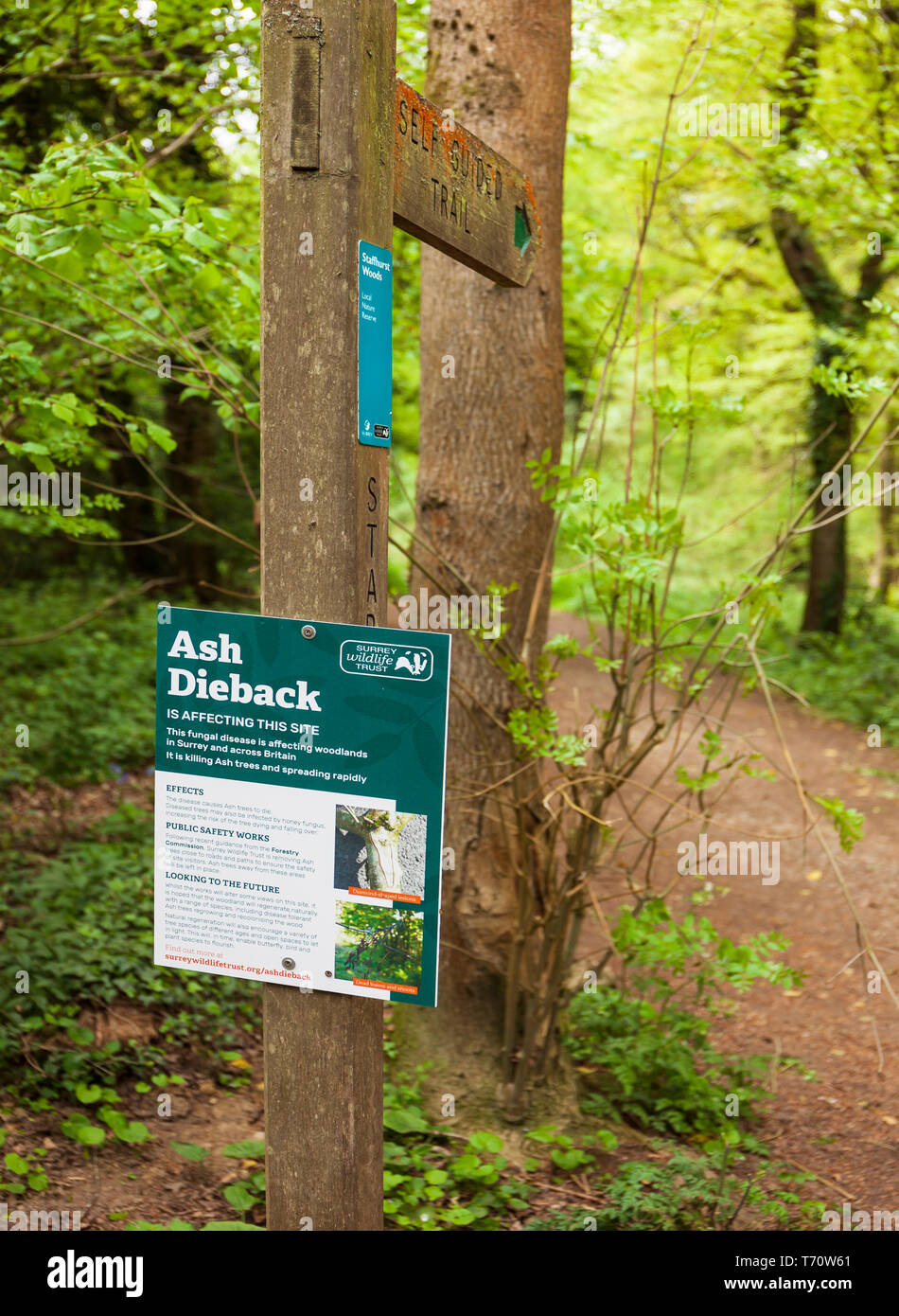 Ash Dieback Bekanntmachung, Staffhurst Woods, Surrey, Großbritannien. Stockfoto
