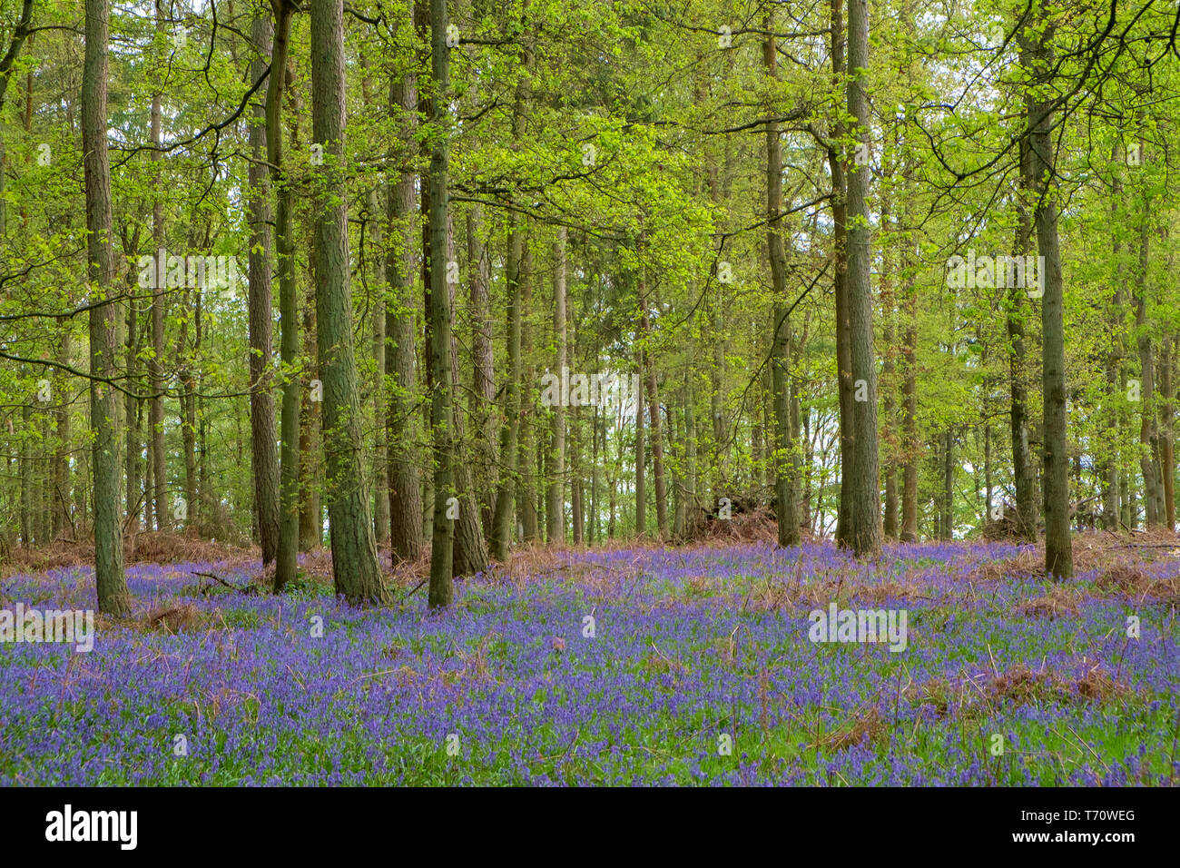 Bluebell Wood, ein typisch englischer Frühling Szene Stockfoto