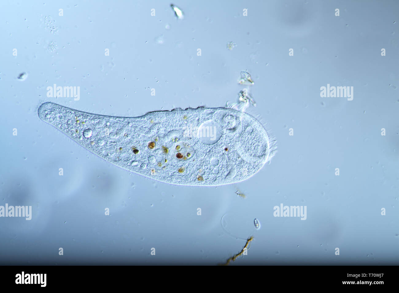Trompete Tier als ciliaten der tierischen Plankton Stockfoto