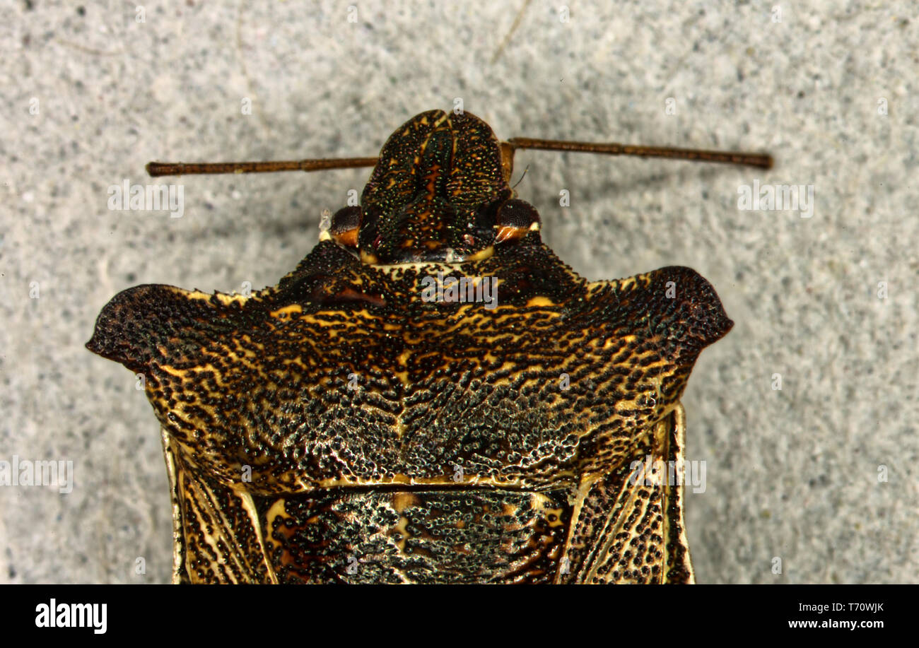 Strauch Bug mit Facettenaugen und Antennen unter der Lupe Stockfoto