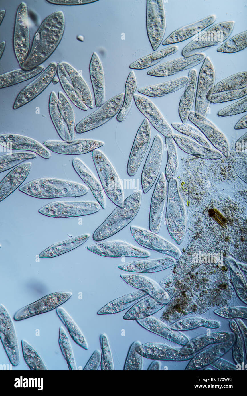 Parametien Fotos und Bildmaterial in hoher Auflösung Alamy