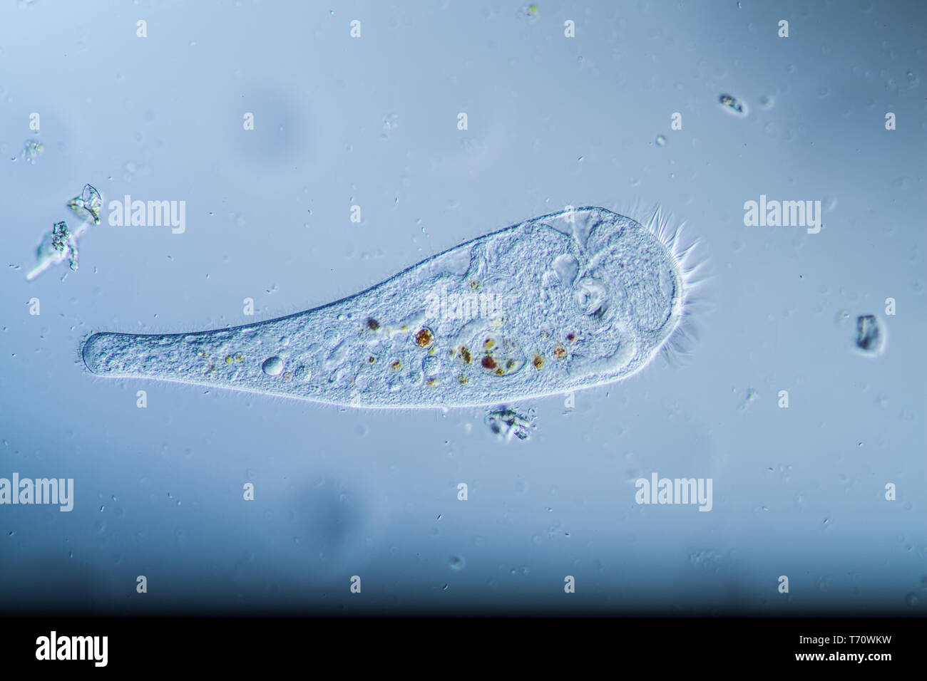 Trompete Tier als ciliaten der tierischen Plankton Stockfoto