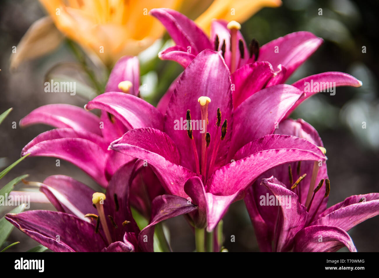 Lila Lilie Blume mit Staubgefäße und Stempel Stockfoto
