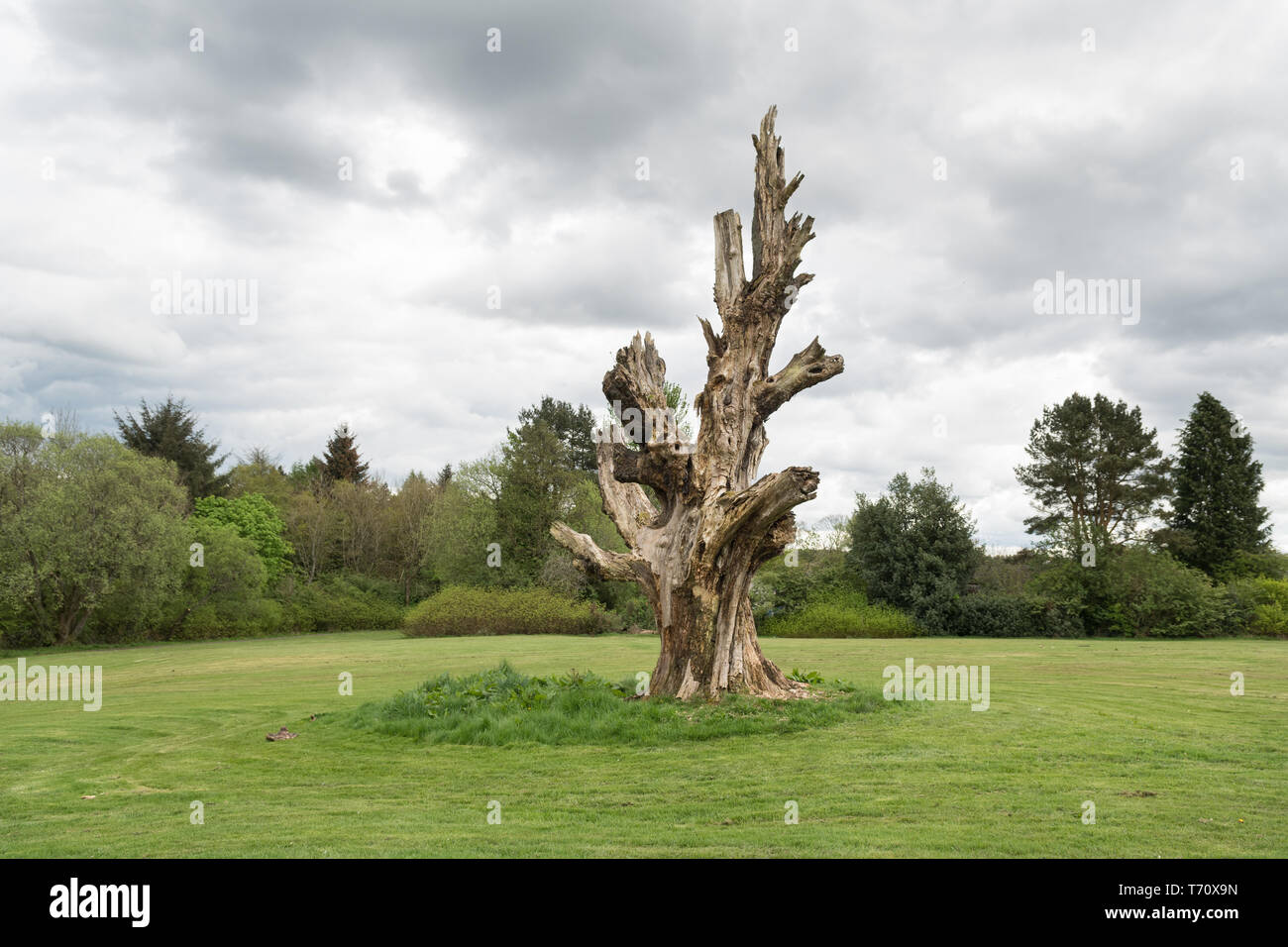 Toter Baum in Cumbernauld House Park, Cumbernauld - berühmt in der Verfilmung von Gregory's Girl verwendet Stockfoto