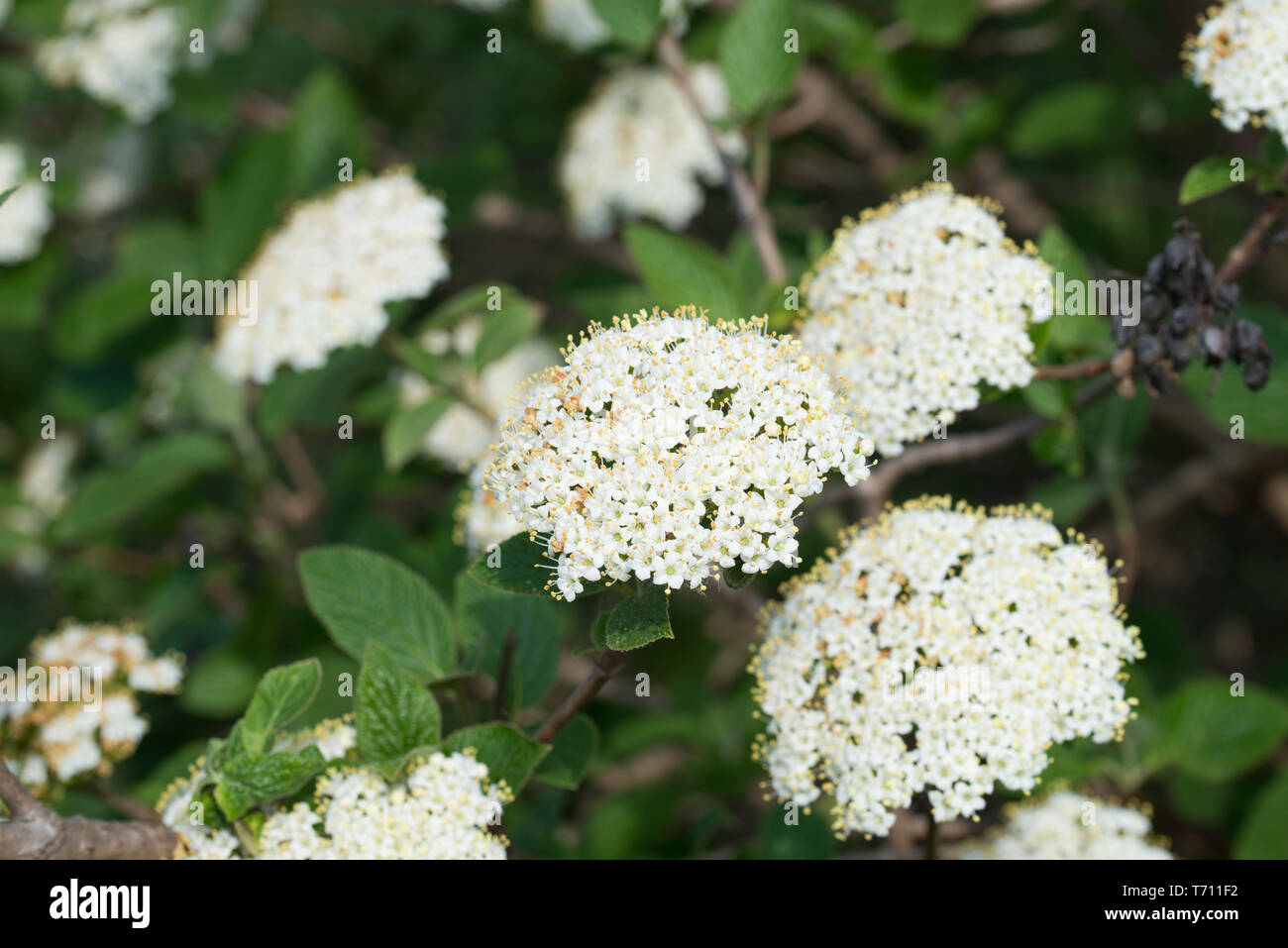 Cornus sanguinea, gemeinsame Hartriegel, blutige Hartriegel weiße Blumen auf Zweig Stockfoto
