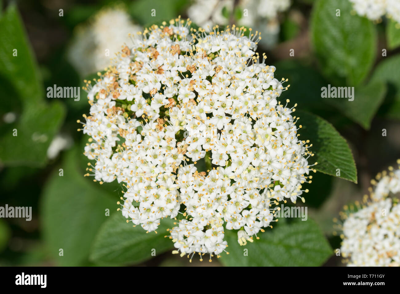 Cornus sanguinea, gemeinsame Hartriegel, blutige Hartriegel weiße Blumen auf Zweig Stockfoto
