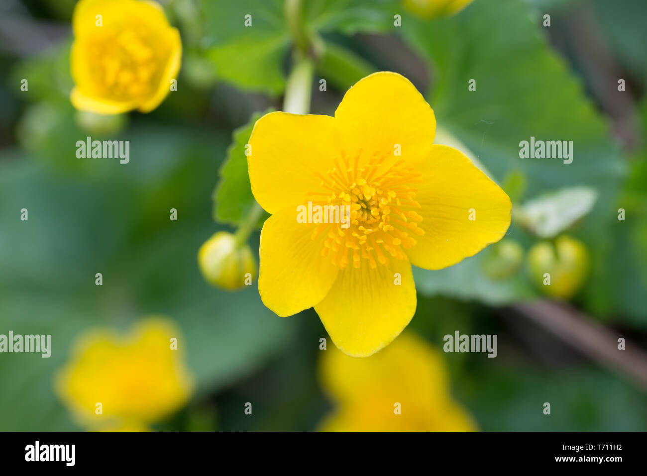 Caltha palustris, Marsh - Ringelblume, kingcup gelbe Blüten an einem sonnigen Tag Stockfoto