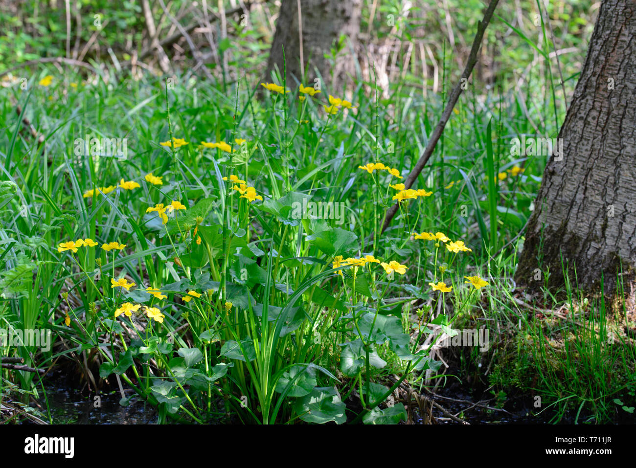 Caltha palustris, Marsh - Ringelblume, kingcup gelbe Blüten an einem sonnigen Tag Stockfoto