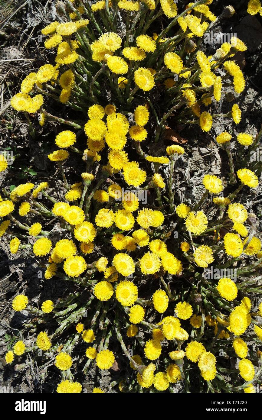 Gelbe Wildblumen, Huflattich Stockfoto