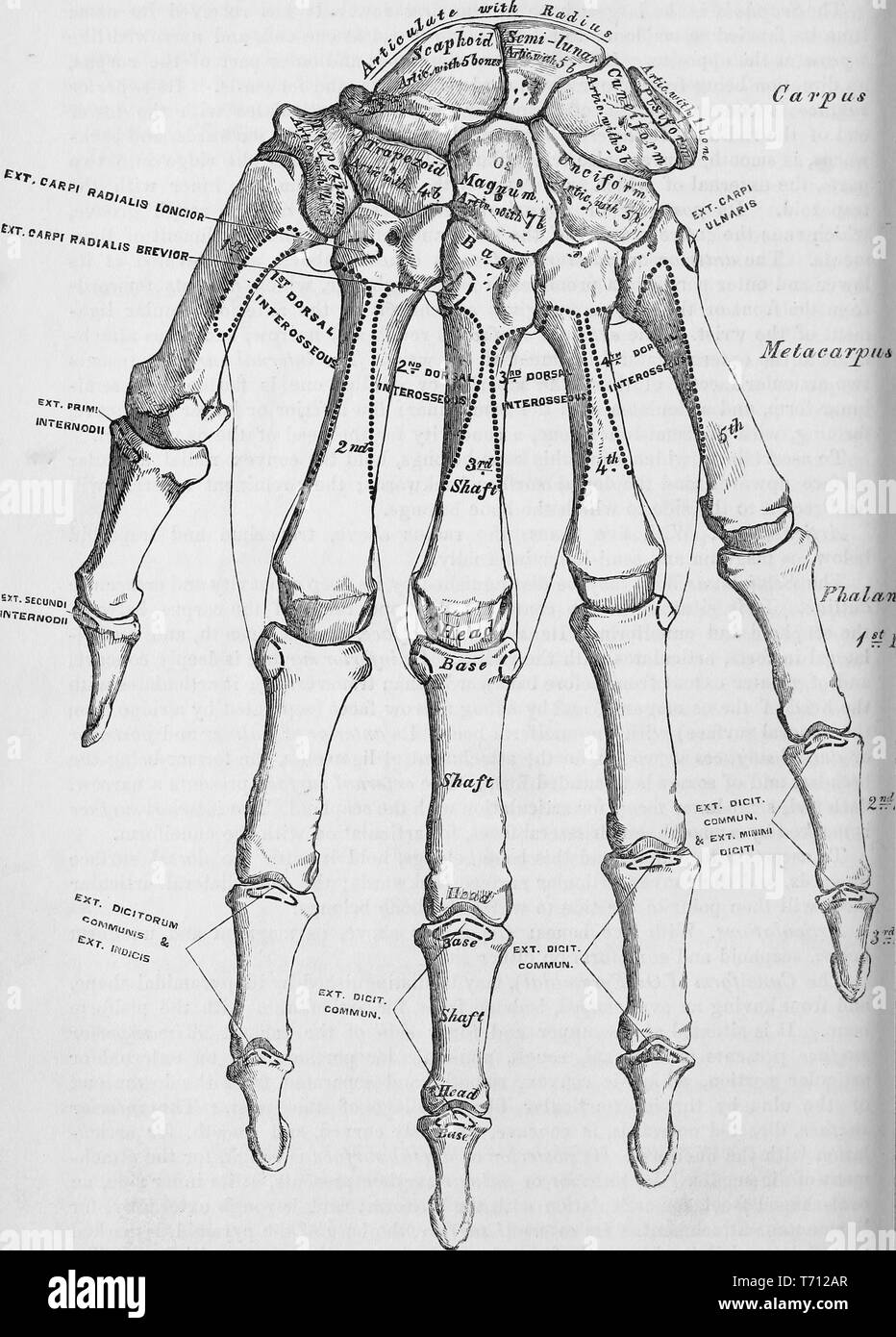 Schwarz-weiß drucken, in dem die Knochen in der linken Hand, auf der Rückenseite, von Henry Vandyke Carter, illustriert und in medizinischen Band Henry Grey's Anatomie, beschreibende und chirurgischen', 1860 veröffentlicht. Mit freundlicher Genehmigung Internet Archive. () Stockfoto