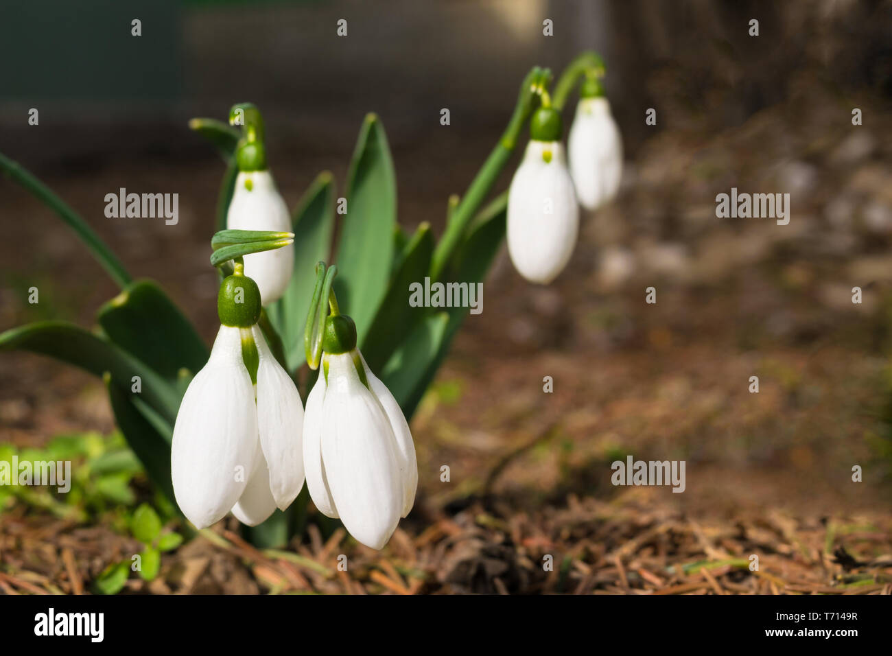 Schneeglöckchen auf Waldboden. Close-up mit selektiven Fokus Stockfoto