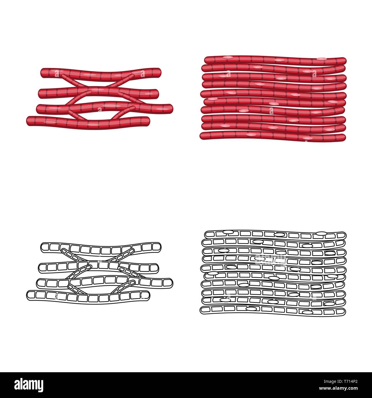 Vector Illustration der Faser und muskulös. Satz von Faser- und Körper vektor Symbol für das Lager. Stock Vektor