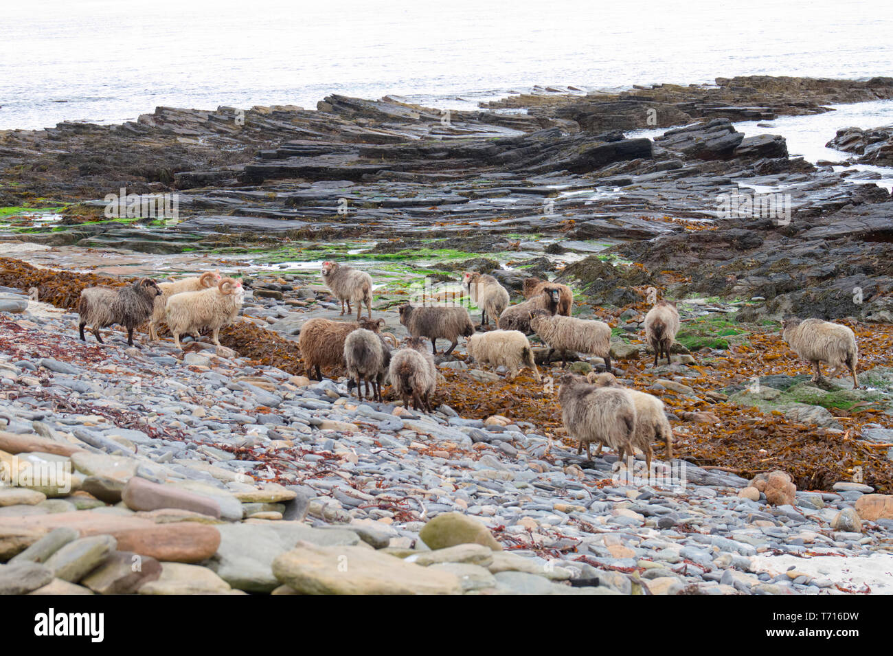 North Ronaldsay Schafe fressen Algen, Orkney Stockfoto