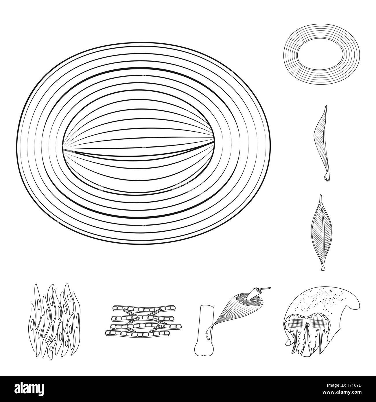 Isoliertes Objekt der Faser und muskulös. Sammlung von Faser- und Körper Symbol für das Web. Stock Vektor