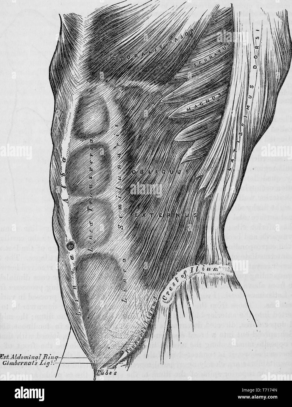 Anatomie Illustration der männlichen Abdominal- Muskeln, aus dem Buch "Anatomie, beschreibende und chirurgischen' von Henry Gray, Henry Vandyke Carter und John Guise Westmacott, 1860. Mit freundlicher Genehmigung Internet Archive. () Stockfoto