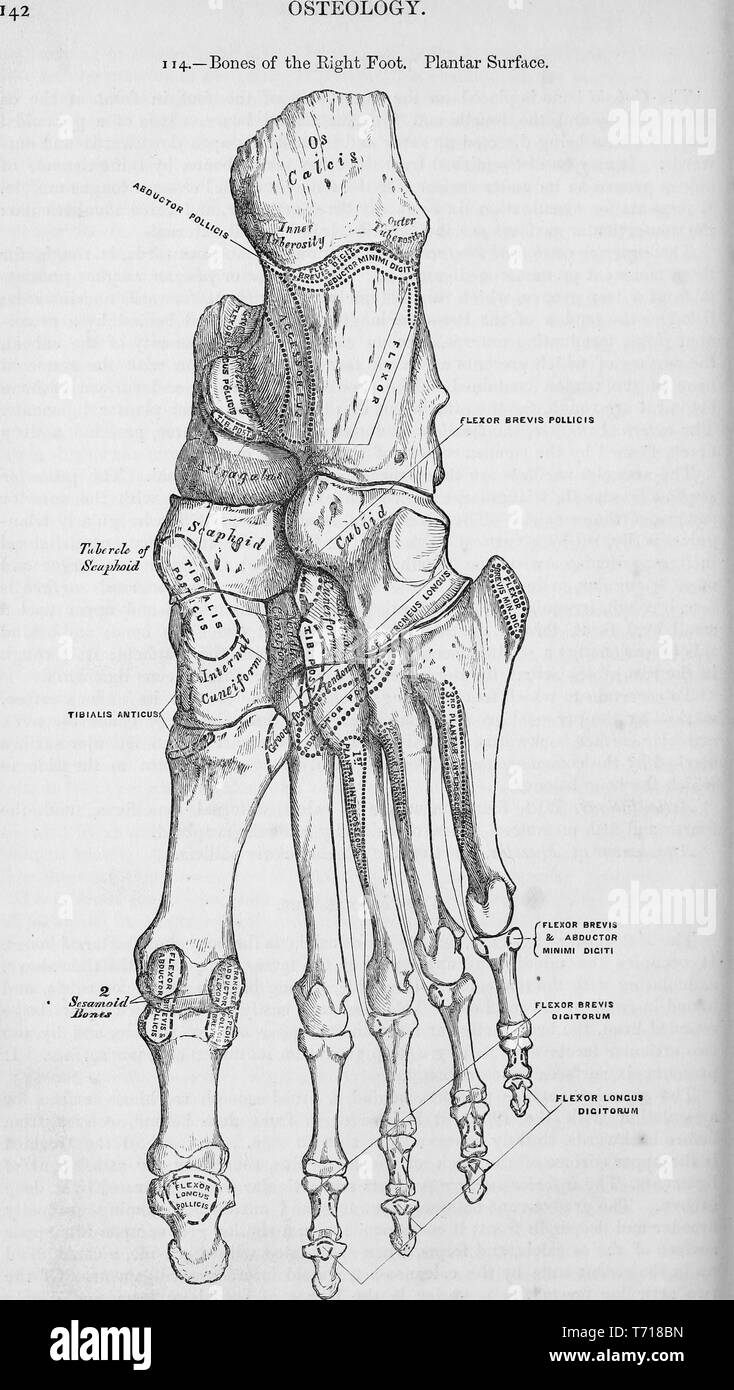 Illustrierte planare Oberfläche der rechten Fuß Knochen, aus dem Buch "Anatomie, beschreibende und chirurgischen' von Henry Gray, Henry Vandyke Carter und John Guise Westmacott, 1860. Mit freundlicher Genehmigung Internet Archive. () Stockfoto