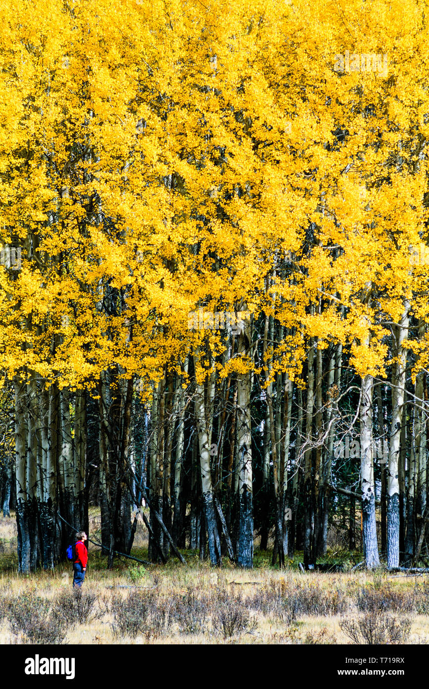 Frau, die an den gelben Aspen in Hillsdale wiesen. Banff Nationalpark Kanada Stockfoto