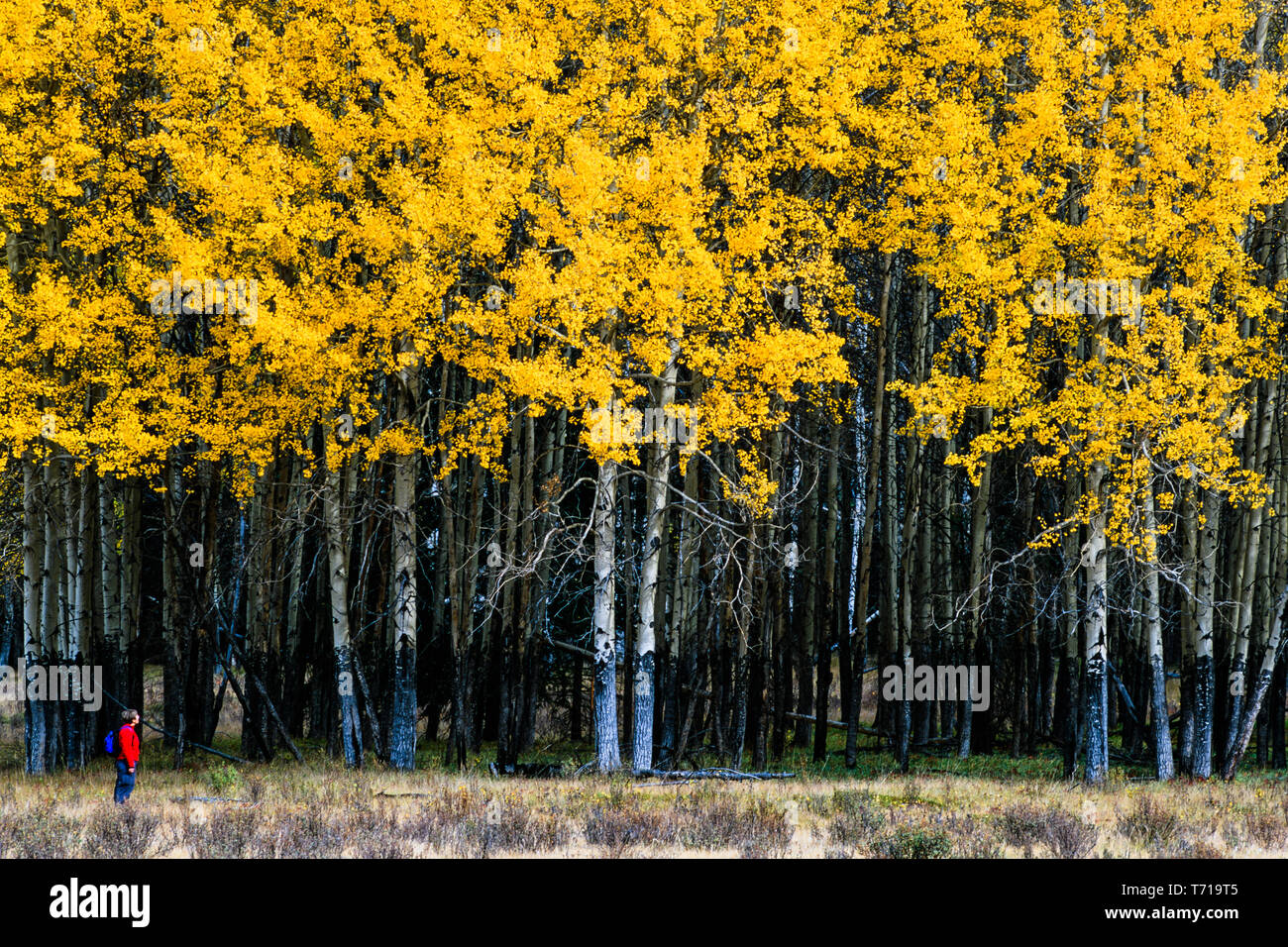 Frau, die an den gelben Aspen in Hillsdale wiesen. Banff Nationalpark Kanada Stockfoto