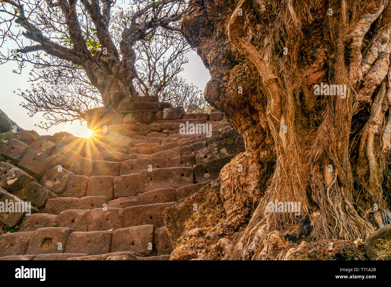 Treppen zu Mehrwertsteuer Phou Tempel, UNSECO, Weltkulturerbe, Baum, Provinz Champassak, Süd essen Asien, Laos Stockfoto