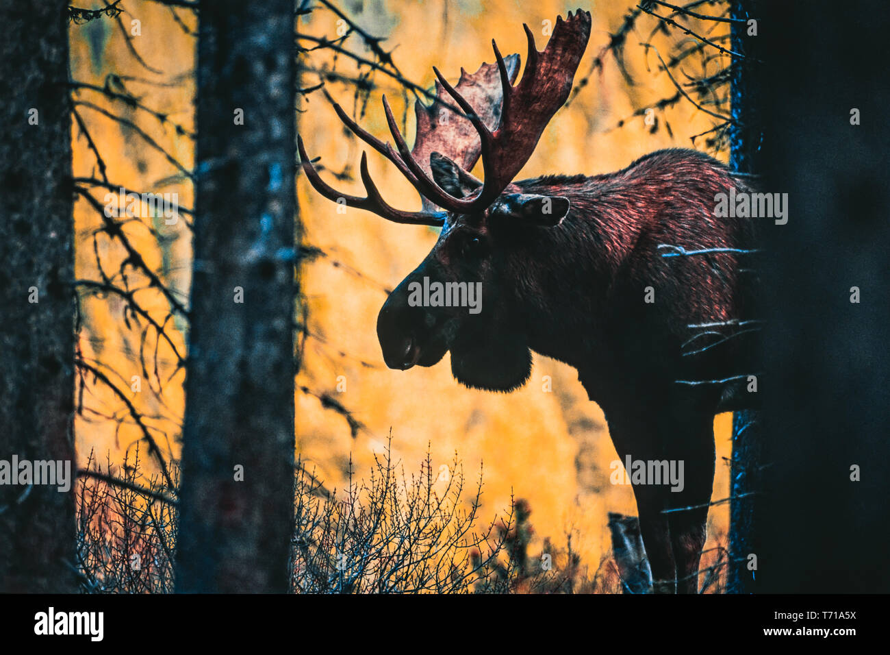 Elche in der kanadischen Wald Stockfoto