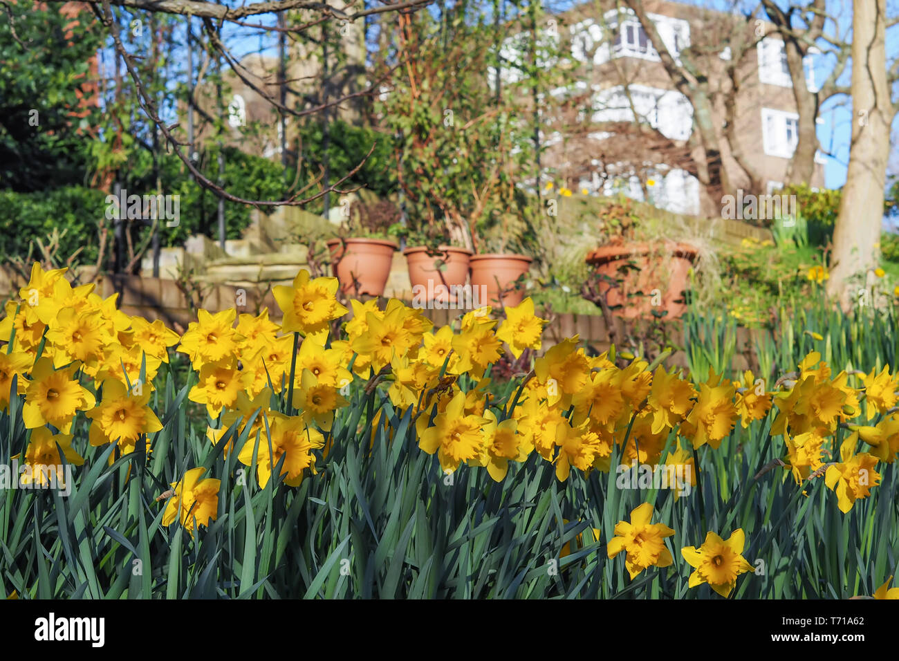 Schöne Blumen gelbe Narzissen im Garten. Stockfoto