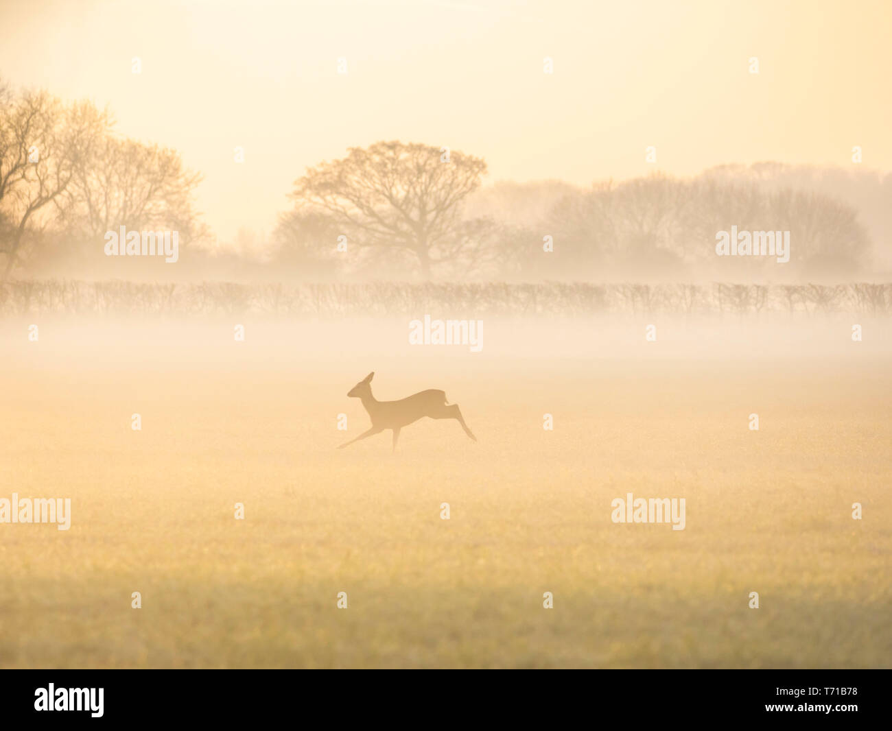 Rehe durch frühen Morgennebel läuft Stockfoto