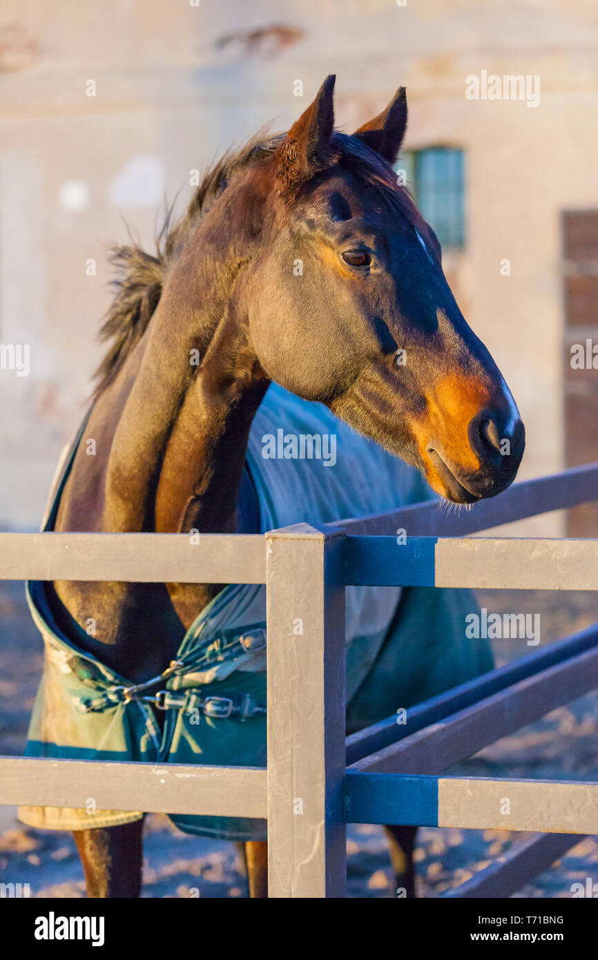 Thoroughbred Horse Portrait bei Sonnenuntergang Stockfoto