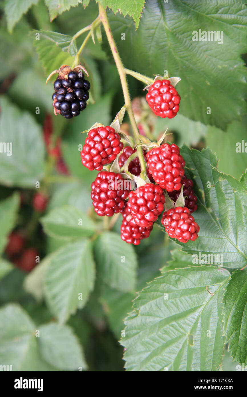 Brombeeren am Strauch Stockfoto