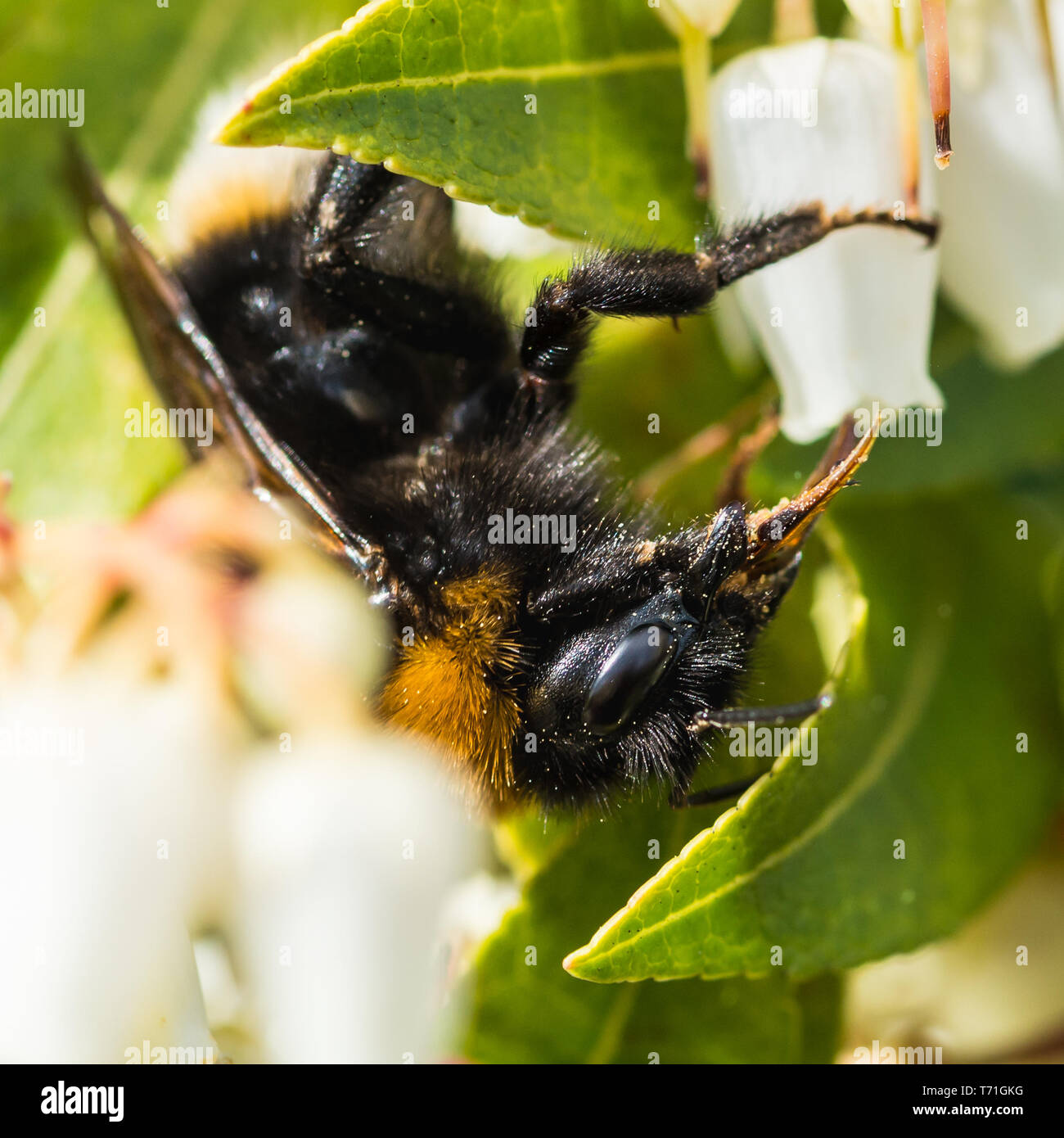 Eine Makroaufnahme einer Hummel Pollen sammeln von einigen Pieris blühen. Stockfoto