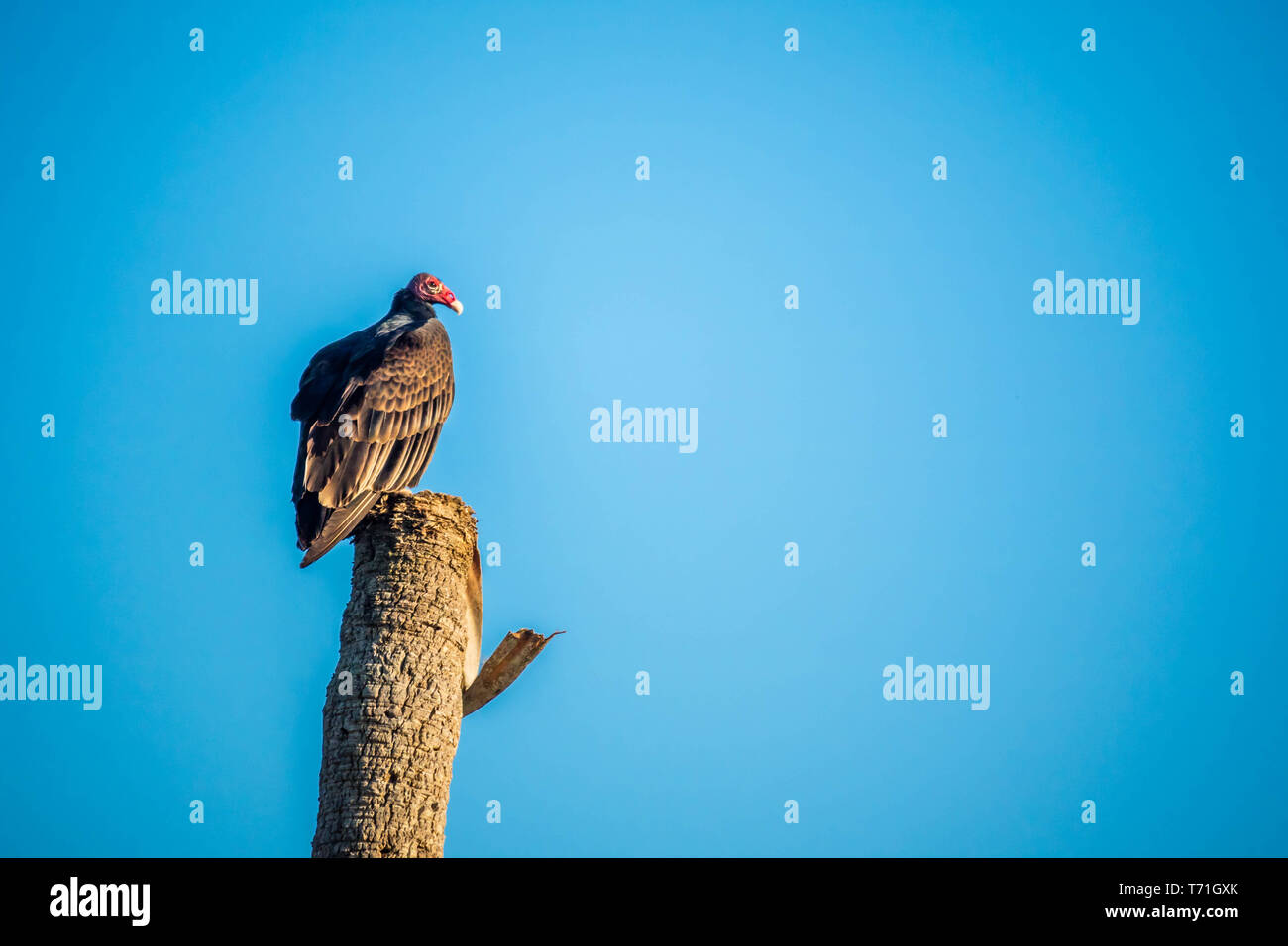 Grosser Truthahngeier Stockfotos Und Bilder Kaufen Alamy