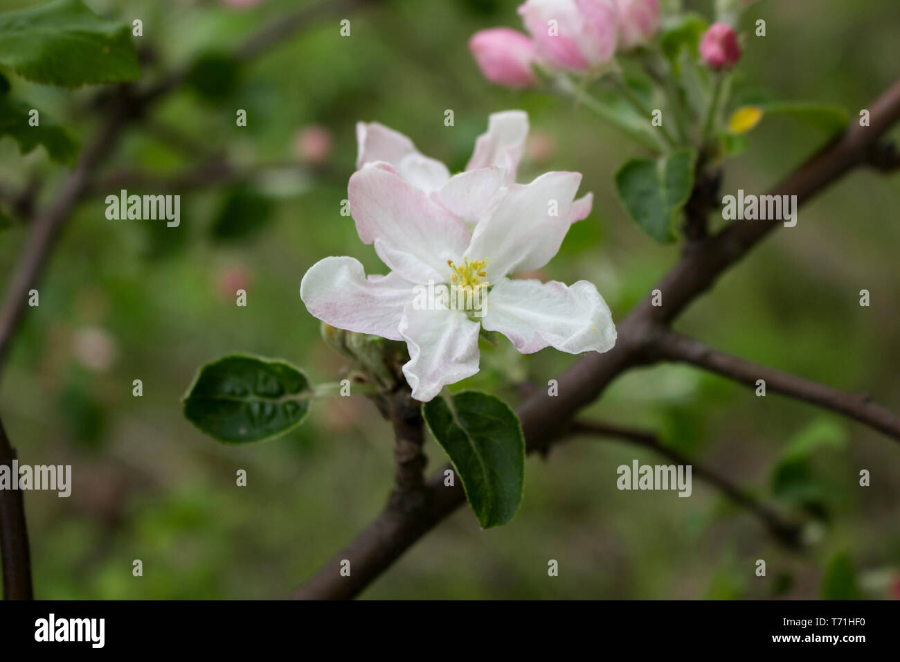 Schönen Frühling Blumen. Apple Blossom. Zweig des Baumes mit Blumen. Blühende Bäume. Apple. Garten. Stockfoto