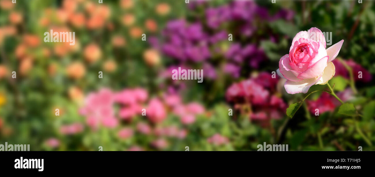 Blumen 433 Stockfoto