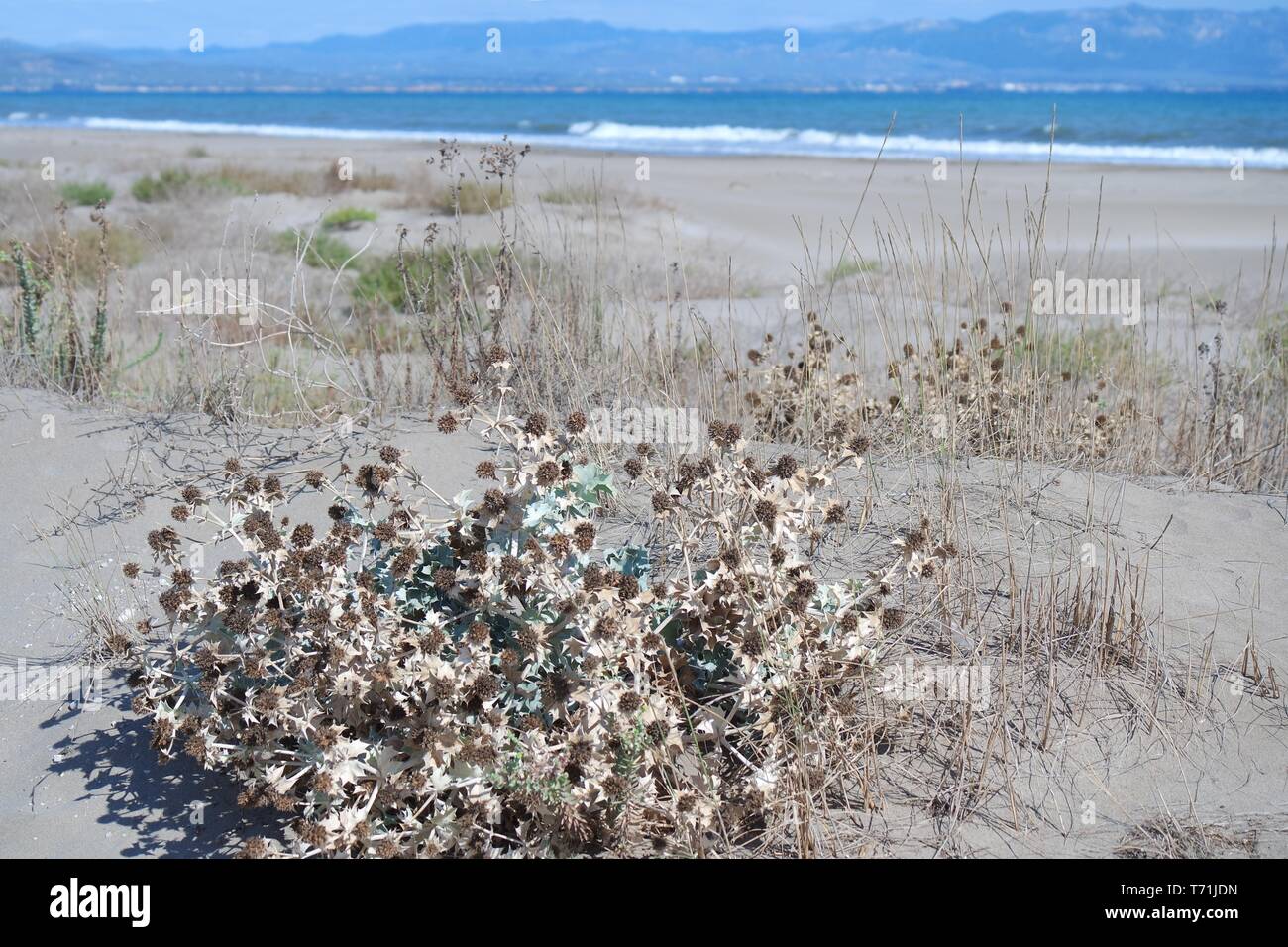 Sanddünen im Naturpark Delta de l'Ebre Stockfoto