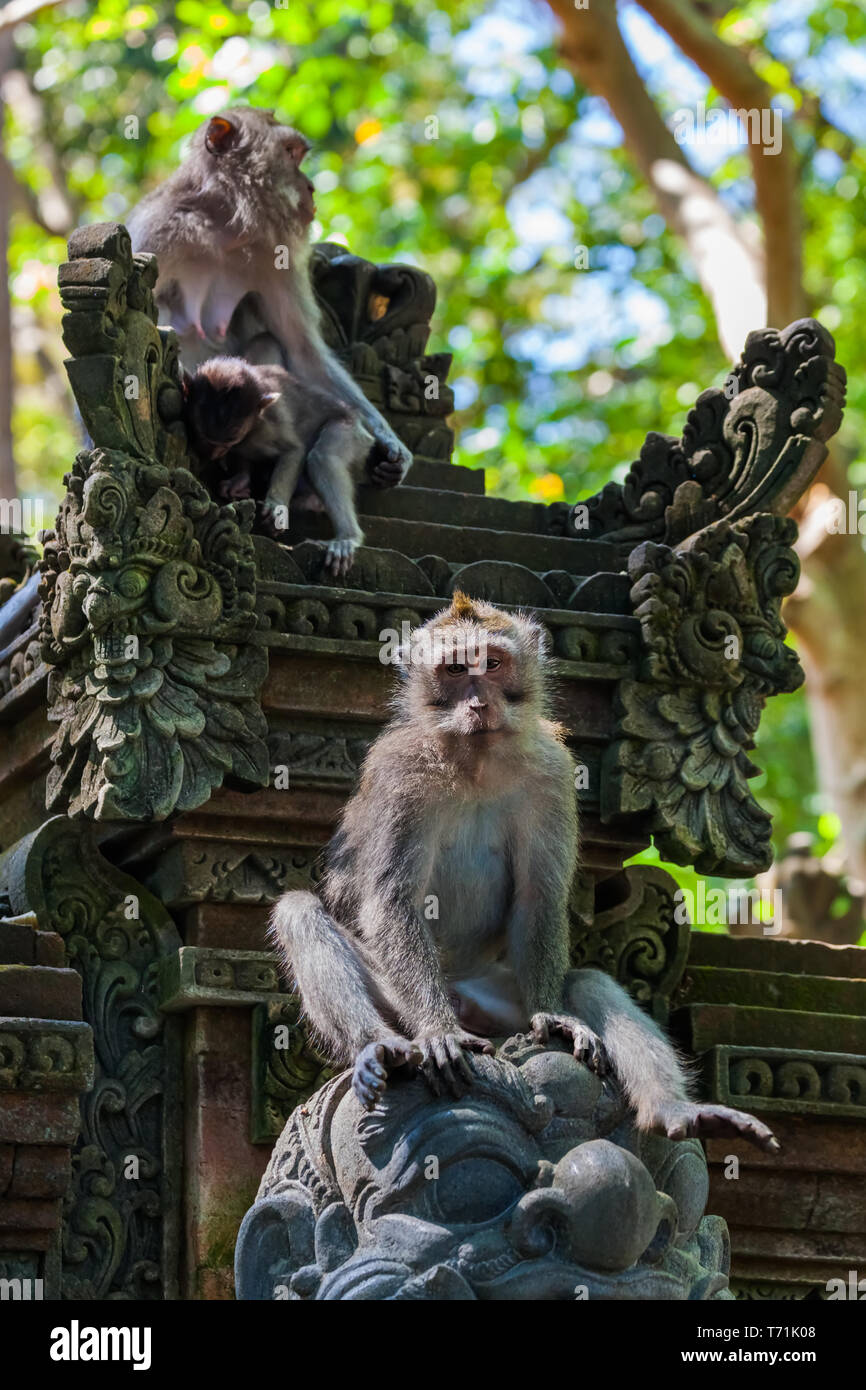 Affe in Forest Park in Ubud - Bali Indonesien Stockfoto