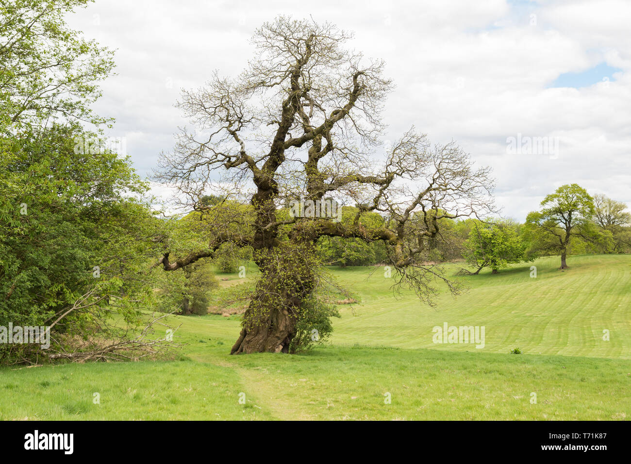 Edelkastanie - Castanea sativa - von Mary Queen of Scots gepflanzt, Cumbernauld House Park, Cumbernauld, North Lanarkshire, Schottland, Großbritannien Stockfoto