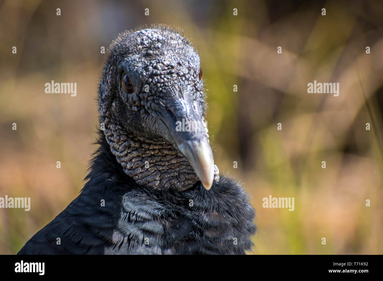 Eine schwarze Geier in den Everglades National Park, Florida Stockfoto