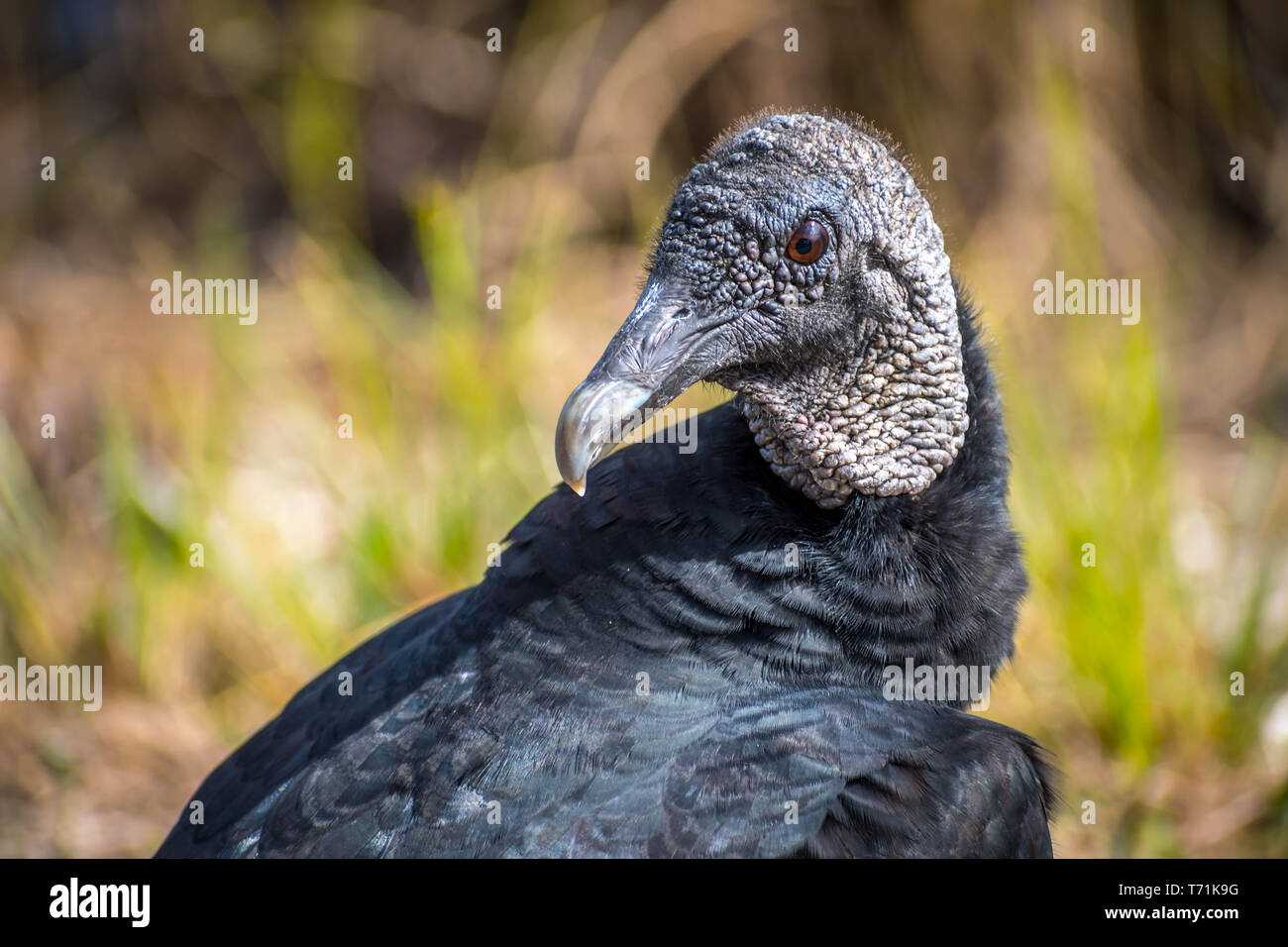 Eine schwarze Geier in den Everglades National Park, Florida Stockfoto