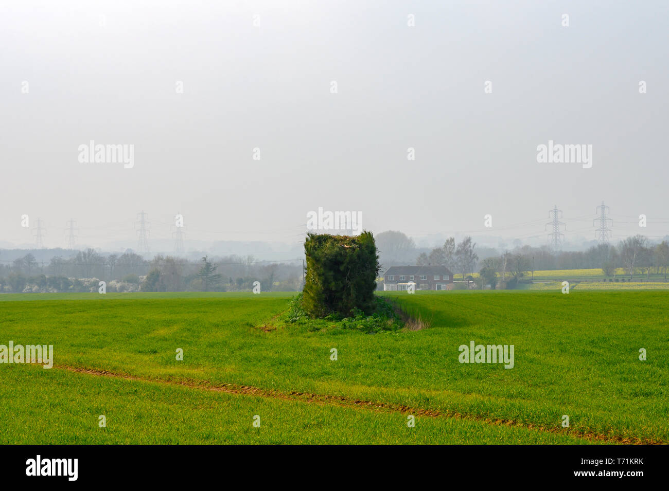 Wind pause Hecken in der Mitte der Flächen gepflanzt Stockfoto